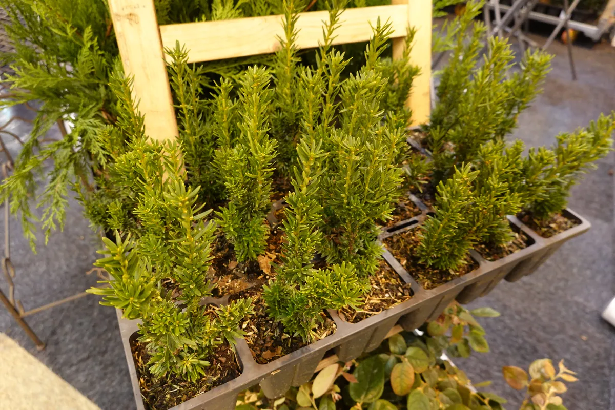 Jak rozmnożyć tuje z gałązek?