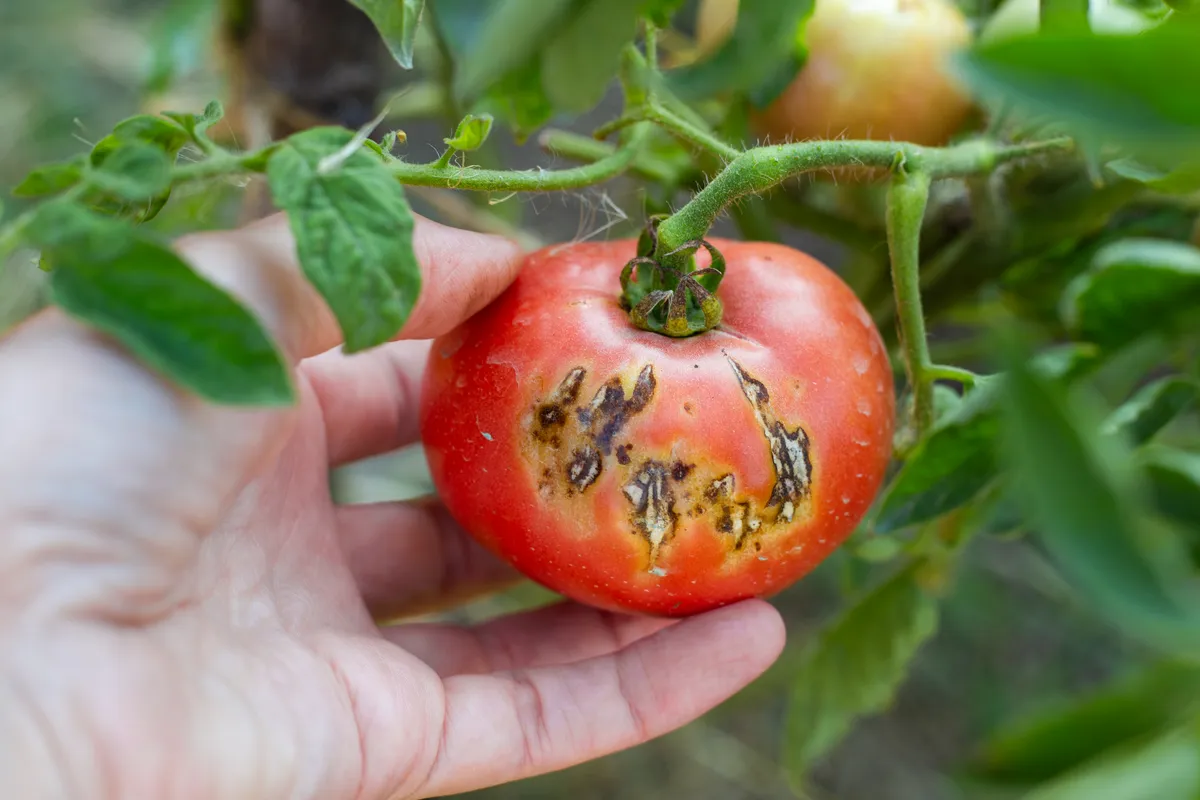 Jak rozpoznać choroby i szkodniki pomidorów: objawy, zdjęcia w głowie, profilaktyka