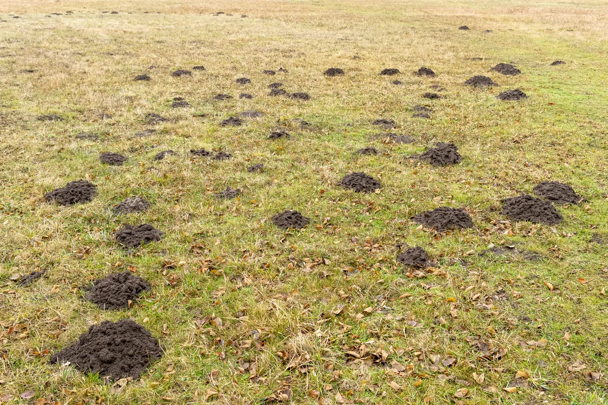 Kretowiska na trawniku – co naprawdę działa, a co jest tylko mitem?