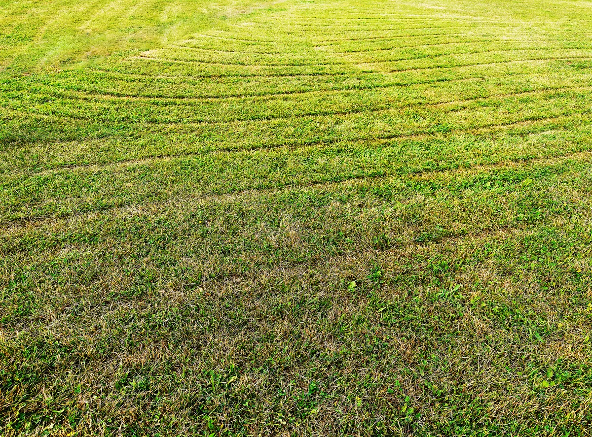 Mech w trawniku – dlaczego ciągle wraca mimo zabiegów i jak go zatrzymać
