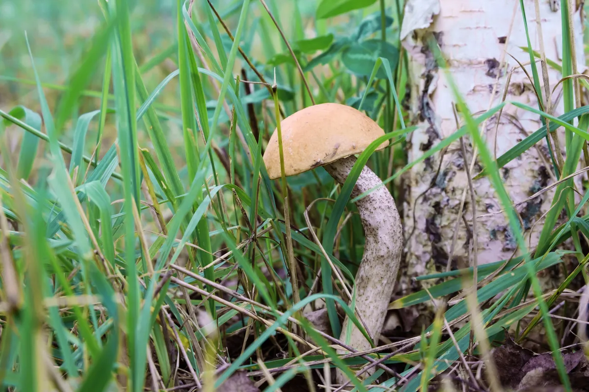 Pałecznica i inne choroby trawnika latem: rozpoznawanie, przyczyny, skuteczna profilaktyka