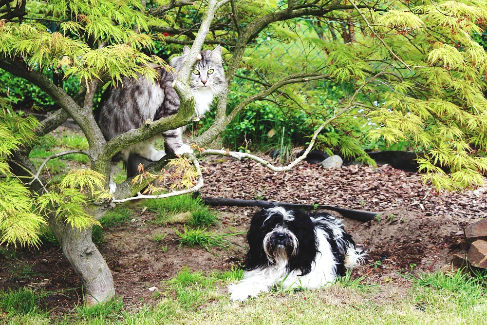 Tuje a zwierzęta i sąsiedztwo roślin