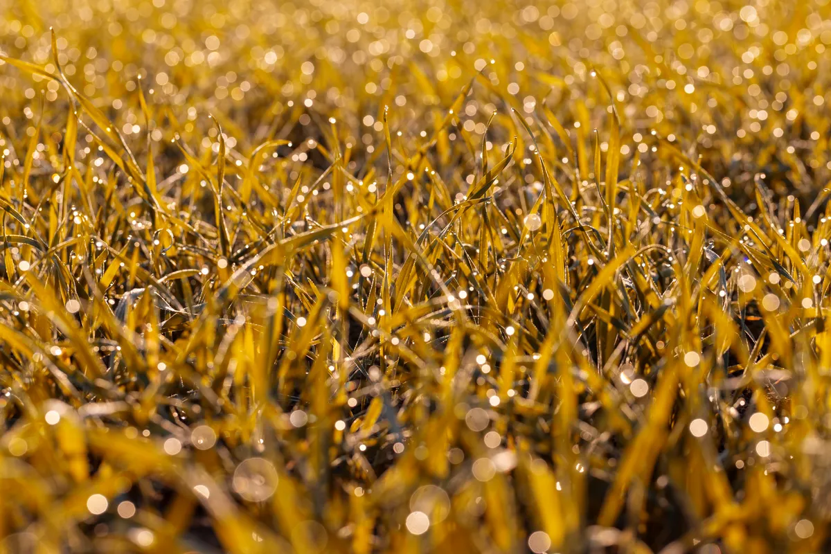 Żółte plamy na trawniku – pełna diagnostyka, przyczyny i skuteczne leczenie